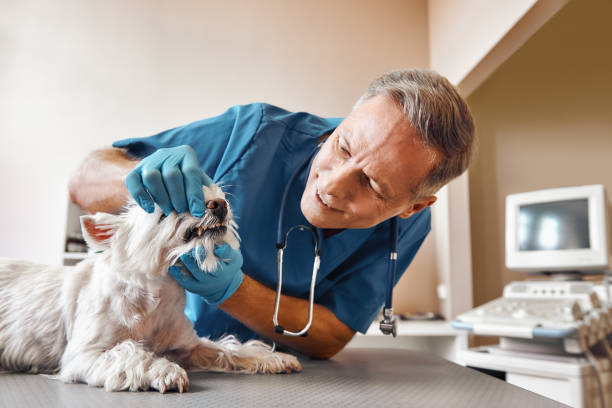 Best After-Hours Emergency Dentist in Denton, NC